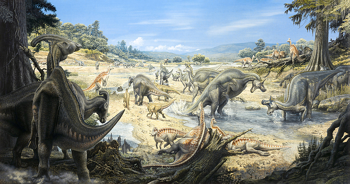 Hadrosaurs around watering hole, illustration Illustration of herds of hadrosaurid dinosaurs around a watering hole. In the foreground are two Parasaurolophus sp.  left  dinosaurs grazing and a small group of Corythosaurus sp.  centre  dinosaurs resting. Splashing in the shallow pool behind them are a pair of Lambeosaurus sp. dinosaurs. Hadrosaurids, or duck billed dinosaurs, were herbivores that lived 86 66 million years ago during the Late Cretaceous., by JOHN SIBBICK   SCIENCE PHOTO LIBRARY