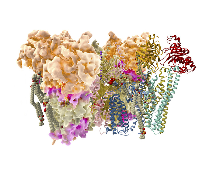 Repaglinide antidiabetic drug action, illustration Illustration showing repaglinide  yellow, white, blue and red spheres, centre left and centre right  binding to an ATP dependent potassium channel  multicoloured globular helical structures  on a pancreatic beta cell. Repaglinide belongs to a class of drugs known as meglitinides which bind to this type of receptor on pancreatic beta cells, stimulating insulin release. Insulin, in turn, increases cellular glucose uptake, reducing blood sugar levels, making repaglinide a suitable treatment for type 2 diabetes., by RAMON ANDRADE 3DCIENCIA SCIENCE PHOTO LIBRARY