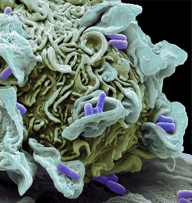 Macrophage engulfing e.coli bacteria, SEM Macrophage engulfing e.coli bacteria. Coloured composition scanning electron micrograph  SEM  of a macrophage white blood cell engulfing e.coli bacteria. This process is called phagocytosis. Macrophages are cells of the body s immune system. They phagocytose and destroy pathogens, dead cells and cellular debris. Magnification: x8000 when printed at 10 centimetres wide., by STEVE GSCHMEISSNER SCIENCE PHOTO LIBRARY