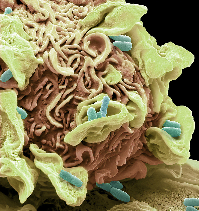 Macrophage engulfing e.coli bacteria, SEM Macrophage engulfing e.coli bacteria. Coloured composition scanning electron micrograph  SEM  of a macrophage white blood cell engulfing e.coli bacteria. This process is called phagocytosis. Macrophages are cells of the body s immune system. They phagocytose and destroy pathogens, dead cells and cellular debris. Magnification: x8000 when printed at 10 centimetres wide., by STEVE GSCHMEISSNER SCIENCE PHOTO LIBRARY