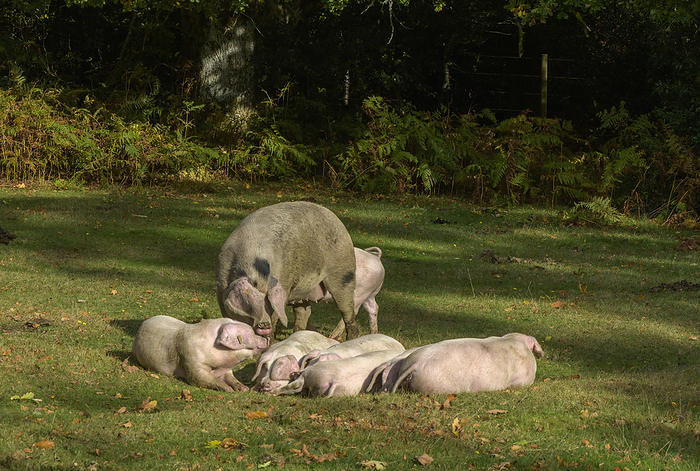 Gloucestershire old spot pigs Gloucestershire old spot  Sus domesticus  sow and piglets near Minstead, New Forest National Park, Hampshire, UK., by BOB GIBBONS SCIENCE PHOTO LIBRARY
