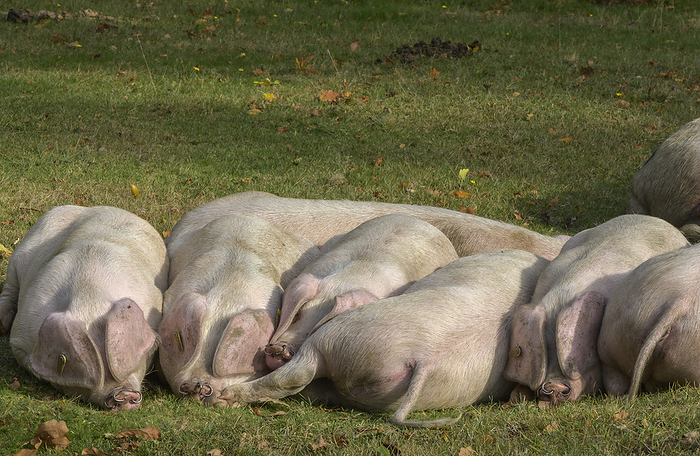Gloucestershire old spot pigs Gloucestershire old spot  Sus domesticus  piglets near Minstead, New Forest National Park, Hampshire, UK., by BOB GIBBONS SCIENCE PHOTO LIBRARY