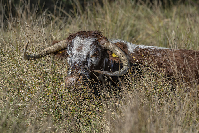 English longhorn cow English Longhorn cow  Bos taurus , used for grassland management in a nature reserve in Norfolk, UK., by BOB GIBBONS SCIENCE PHOTO LIBRARY