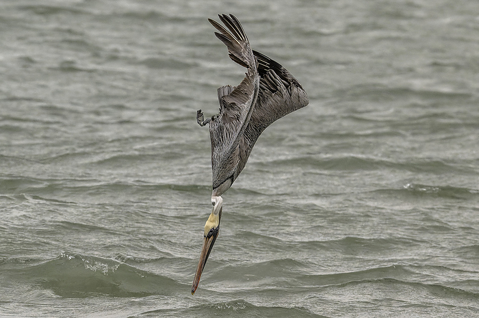 Brown pelican dive fishing Brown pelican  Pelecanus occidentalis  fishing by diving steeply into sea water., by BOB GIBBONS SCIENCE PHOTO LIBRARY