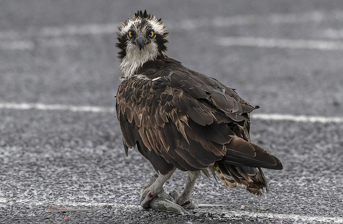 Osprey with fish Osprey  Pandion haliaetus  with a captured fish in a car park. Photographed in South Padre, Texas, USA., by BOB GIBBONS SCIENCE PHOTO LIBRARY