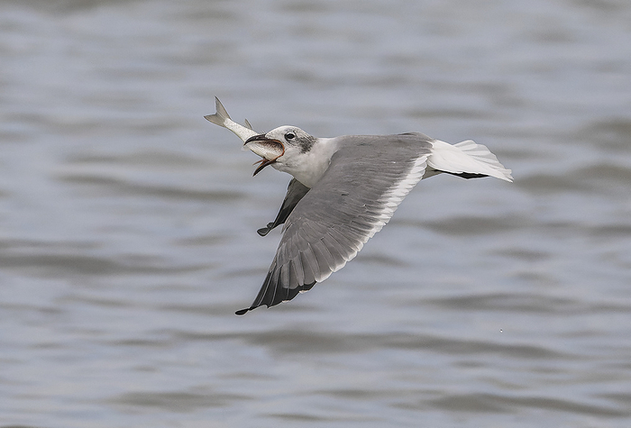 Laughing gull flying with caught fish Laughing gull  Leucophaeus atricilla  in flight carrying a fish., by BOB GIBBONS SCIENCE PHOTO LIBRARY