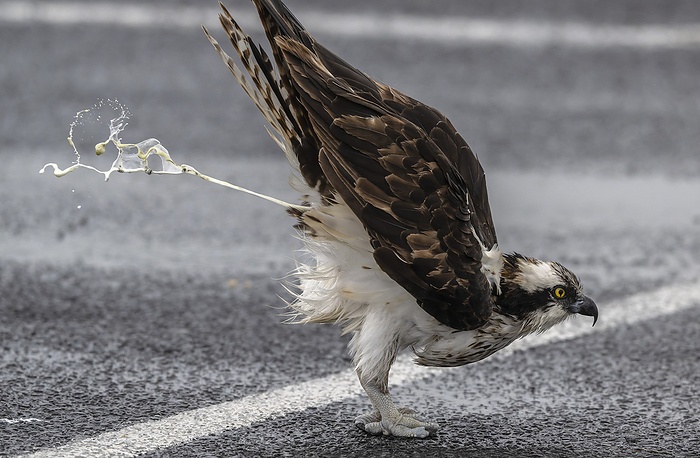 Osprey defaecating Osprey  Pandion haliaetus  defaecating in a car park in South Padre, Texas, USA., by BOB GIBBONS SCIENCE PHOTO LIBRARY