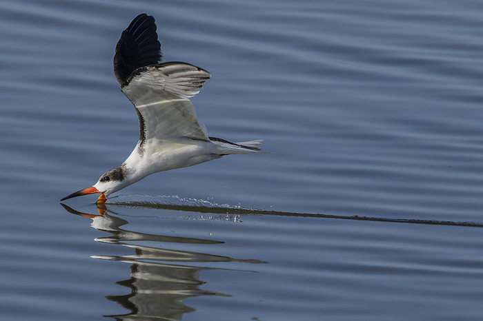Black skimmer bird feeding Black skimmer  Rynchops niger  in flight, feeding by skimming the surface of a shallow sheltered bay in Laguna Madre, Texas, USA., by BOB GIBBONS SCIENCE PHOTO LIBRARY