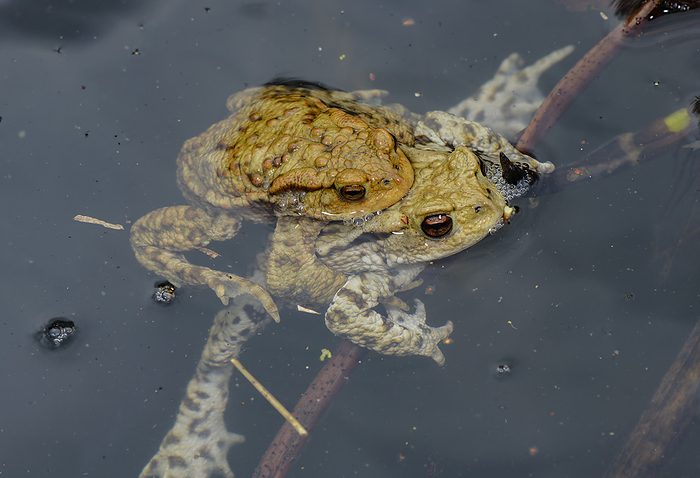 Common toads mating Common toads  Bufo bufo  mating in a pond., by BOB GIBBONS SCIENCE PHOTO LIBRARY
