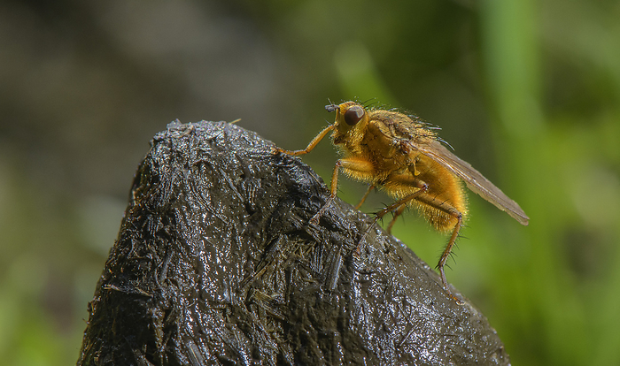 Yellow dung fly on cattle dung Yellow dung fly  Scathophaga stercoraria  on organically farmed cattle dung., by BOB GIBBONS SCIENCE PHOTO LIBRARY