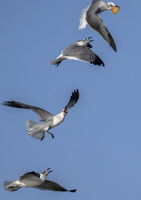 Laughing gulls competing over food Group of laughing gulls  Leucophaeus atricilla  chasing a gull with food, a form of competition known as intraspecific kleptoparasitism., by BOB GIBBONS SCIENCE PHOTO LIBRARY