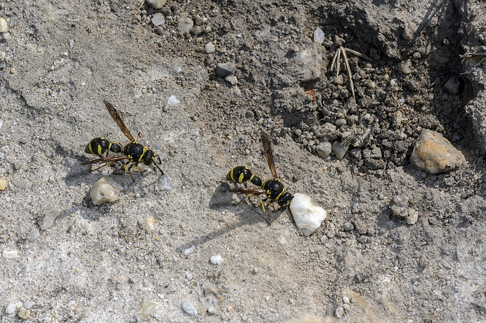 Heath potter wasps collecting nest building material Heath potter wasps  Eumenes coarctatus  collecting nest building material. Photographed at Hartland Moor, Dorset., by BOB GIBBONS SCIENCE PHOTO LIBRARY