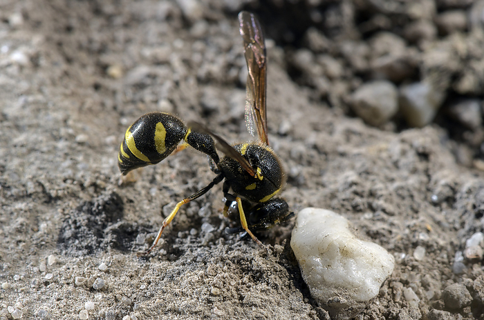 Heath potter wasp collecting nest building material Heath potter wasp  Eumenes coarctatus  collecting nest building material. Photographed at Hartland Moor, Dorset., by BOB GIBBONS SCIENCE PHOTO LIBRARY