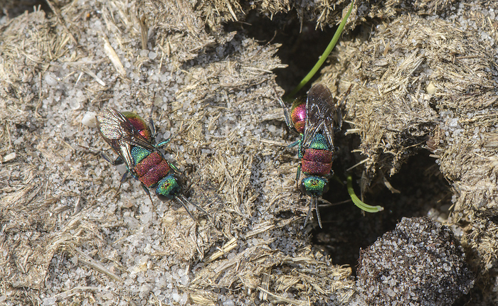 Ruby tailed wasps Ruby tailed wasps  Hedychrum sp.  on sandy heathland at Hartland Moor, Dorset., by BOB GIBBONS SCIENCE PHOTO LIBRARY