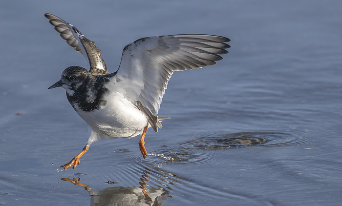 Turnstone taking off Turnstone  Arenaria interpres  taking off from shallow coastal water., by BOB GIBBONS SCIENCE PHOTO LIBRARY
