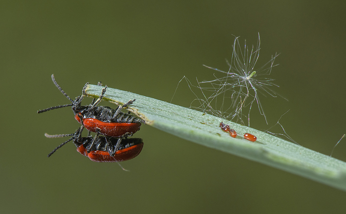 Lily beetles on Pyrenean fritillary  Fritillaria pyrenaica  Lily beetles  Lilioceris lilii  with eggs on Pyrenean fritillary  Fritillaria pyrenaica  flower. This beetle species is a pest of lilies and related flowers., by BOB GIBBONS SCIENCE PHOTO LIBRARY
