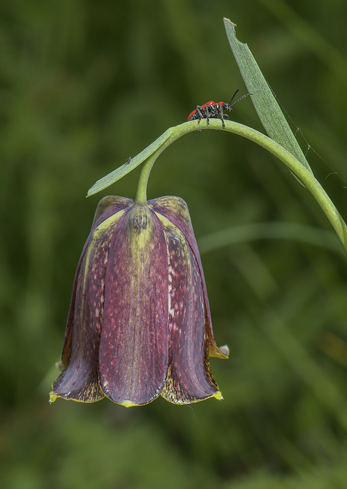 Lily beetle on Pyrenean fritillary  Fritillaria pyrenaica  Lily beetle  Lilioceris lilii  on Pyrenean fritillary  Fritillaria pyrenaica  flower. This beetle species is a pest of lilies and related flowers., by BOB GIBBONS SCIENCE PHOTO LIBRARY