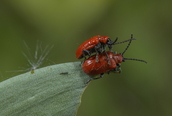 Lily beetles on Pyrenean fritillary  Fritillaria pyrenaica  Lily beetles  Lilioceris lilii  on Pyrenean fritillary  Fritillaria pyrenaica  flower. This beetle species is a pest of lilies and related flowers., by BOB GIBBONS SCIENCE PHOTO LIBRARY