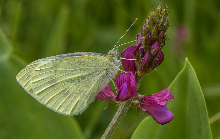 Butterfly on Sainfoin flowers  Onobrychis viciifolia  Small white butterfly  Pieris rapae  on Sainfoin flowers  Onobrychis viciifolia ., by BOB GIBBONS SCIENCE PHOTO LIBRARY