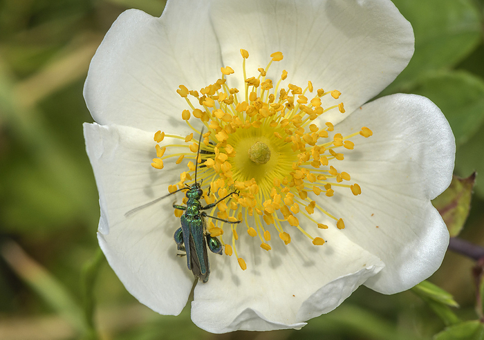 False oil beetle on a field rose  Rosa arvensis . False oil beetle  Oedemera nobilis  on a field rose  Rosa arvensis ., by BOB GIBBONS SCIENCE PHOTO LIBRARY