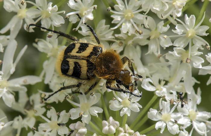 Eurasian bee beetle feeding on hogweed  Heracleum sp.  Eurasian bee beetle  Trichius fasciatus  feeding on hogweed  Heracleum sp.  flowers., by BOB GIBBONS SCIENCE PHOTO LIBRARY