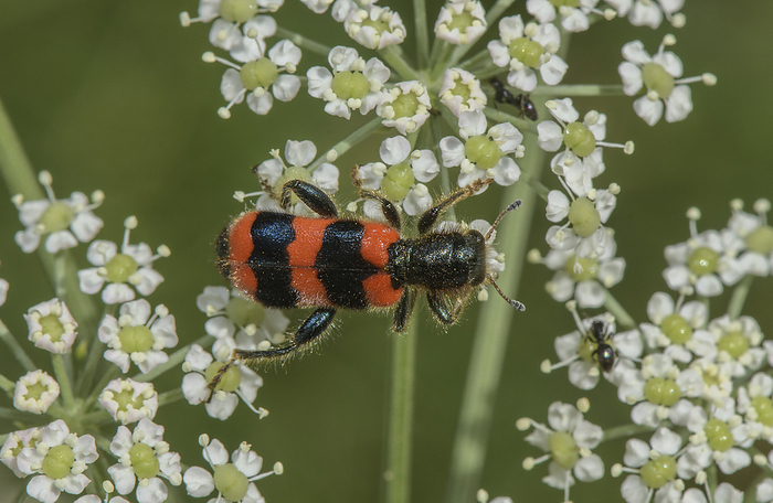 Bee eating beetle on umbellifer flowers Bee eating beetle  Trichodes apiarius  feeding on umbellifer flowers  family Apiaceae ., by BOB GIBBONS SCIENCE PHOTO LIBRARY
