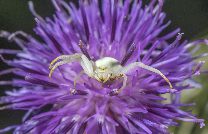 Crab spider with ant on thistle flower Crab spider  Misumema vatia  with ant  family Formicidae  prey on a thistle flower  family Asteraceae ., by BOB GIBBONS SCIENCE PHOTO LIBRARY