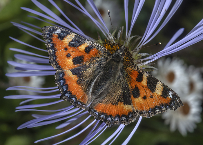 Butterfly on creeping aster  Aster diplostephioides  Small tortoiseshell butterfly  Aglais urticae  on creeping aster  Aster diplostephioides  flower., by BOB GIBBONS SCIENCE PHOTO LIBRARY
