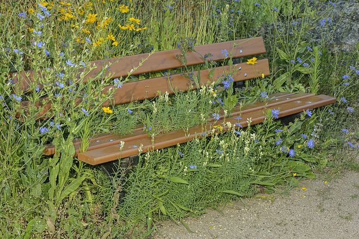 Bench surrounded by flowers Bench surrounded by flowers., by BOB GIBBONS SCIENCE PHOTO LIBRARY