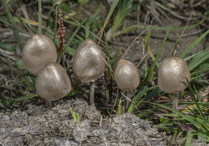 Egghead mottlegill mushrooms growing on dung Egghead mottlegill mushrooms  Coprinus semiovatus  growing on dung., by BOB GIBBONS SCIENCE PHOTO LIBRARY
