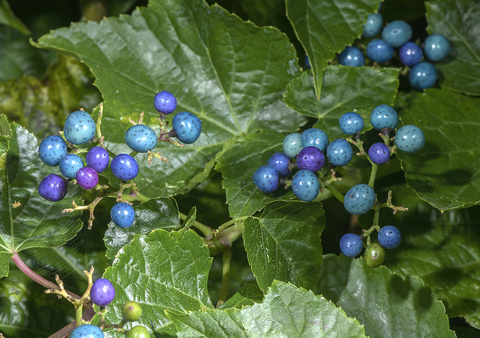 Porcelain berry  Ampelopsis glandulosa  with fruit Porcelain berry  Ampelopsis glandulosa var. brevipedunculata  with fruit., by BOB GIBBONS SCIENCE PHOTO LIBRARY