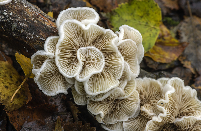 Variable oysterling fungus Variable oysterling fungi  Crepidotus variabilis  on a fallen branch in a woodland., by BOB GIBBONS SCIENCE PHOTO LIBRARY