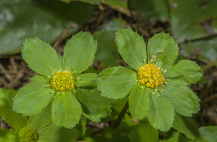 Hacquetia  Sanicula epipactis  in flower Hacquetia  Sanicula epipactis  in flower in a beech  Fagus sp.  woodland in Slovenia., by BOB GIBBONS SCIENCE PHOTO LIBRARY