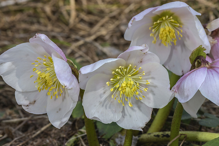 Christmas rose  Helleborus niger  in flower Christmas Rose  Helleborus niger  in flower in early spring in the Julian Alps, Slovenia., by BOB GIBBONS SCIENCE PHOTO LIBRARY