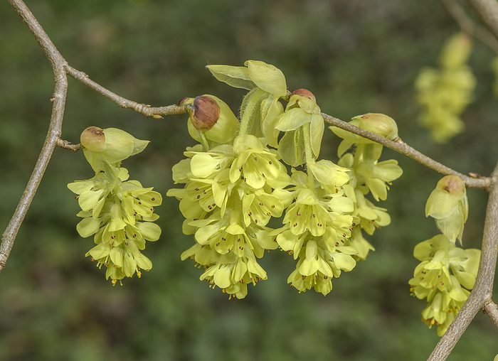 Spiked winter hazel  Corylopsis spicata  in flower Spiked Winter hazel  Corylopsis spicata  in flower., by BOB GIBBONS SCIENCE PHOTO LIBRARY