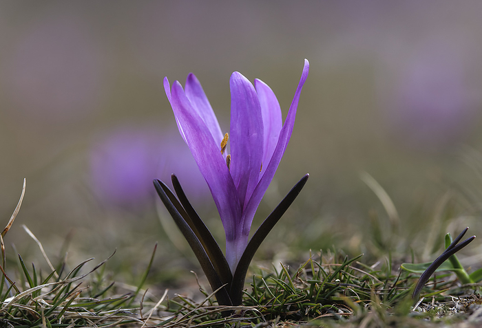 Spring meadow saffron  Colchicum bulbocodium  Spring meadow saffron  Colchicum bulbocodium  in alpine meadows in France., by BOB GIBBONS SCIENCE PHOTO LIBRARY