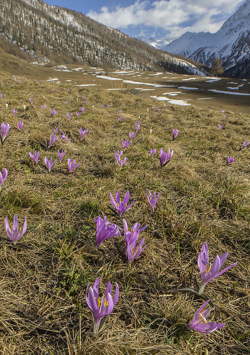 Spring meadow saffron  Colchicum bulbocodium  Spring meadow saffron  Colchicum bulbocodium  in alpine meadows in France., by BOB GIBBONS SCIENCE PHOTO LIBRARY