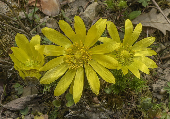 Yellow pheasant s eye  Adonis vernalis  in flower Yellow pheasant s eye  Adonis vernalis  in flower., by BOB GIBBONS SCIENCE PHOTO LIBRARY