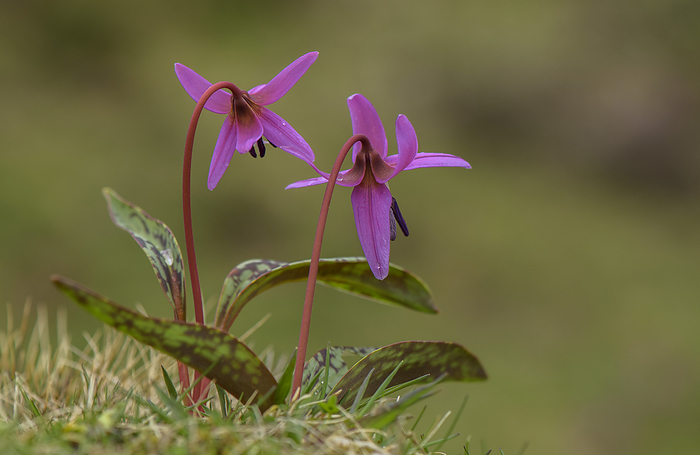 Dog s tooth violet  Erythronium dens canis  in flower Dog s tooth violet  Erythronium dens canis  in flower., by BOB GIBBONS SCIENCE PHOTO LIBRARY