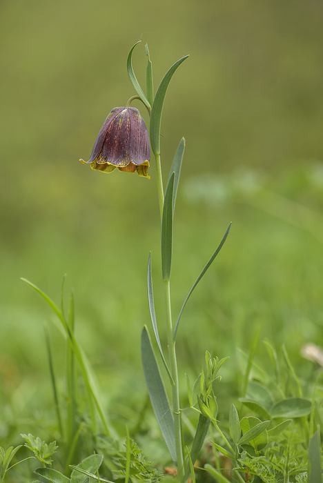 Pyrenean fritillary  Fritillaria pyrenaica  in flower Pyrenean fritillary  Fritillaria pyrenaica  in flower in high pastures in the Pyrenees., by BOB GIBBONS SCIENCE PHOTO LIBRARY