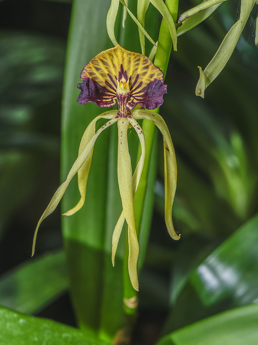 Clamshell orchid  Prosthechea cochleata  in flower Clamshell orchid  Prosthechea cochleata  in flower in tropical Central America., by BOB GIBBONS SCIENCE PHOTO LIBRARY