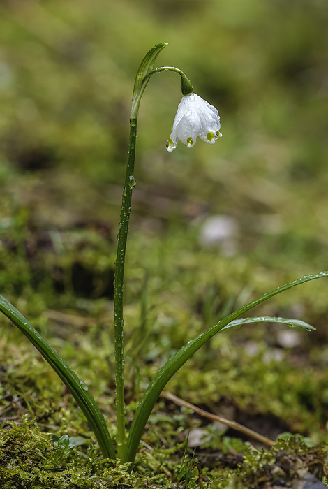 Spring snowflake  Leucojum vernum  in flower Spring Snowflake  Leucojum vernum  in flower in a woodland in Italy., by BOB GIBBONS SCIENCE PHOTO LIBRARY