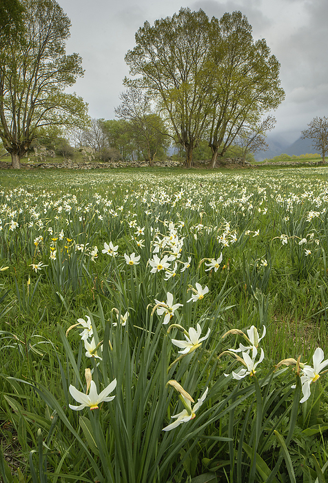 Field of Pheasant s eye daffodils  Narcissus poeticus  Field full of Pheasant s eye daffodils  Narcissus poeticus  near Llo, Cerdagne francaise, Pyrenees., by BOB GIBBONS SCIENCE PHOTO LIBRARY