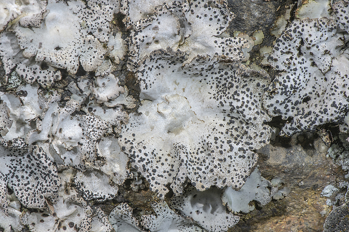 Crusty navel lichen  Umbilicaria crustulosa  Crusty navel lichen  Umbilicaria crustulosa  on an acid rock face in the Pyrenees, Andorra., by BOB GIBBONS SCIENCE PHOTO LIBRARY