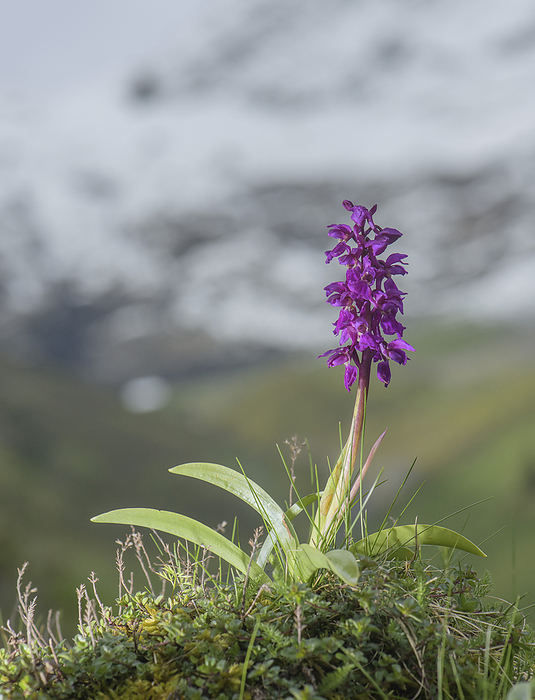 Early purple orchid  Orchis mascula  in flower Early purple orchid  Orchis mascula  in flower on a knoll near the snow line., by BOB GIBBONS SCIENCE PHOTO LIBRARY
