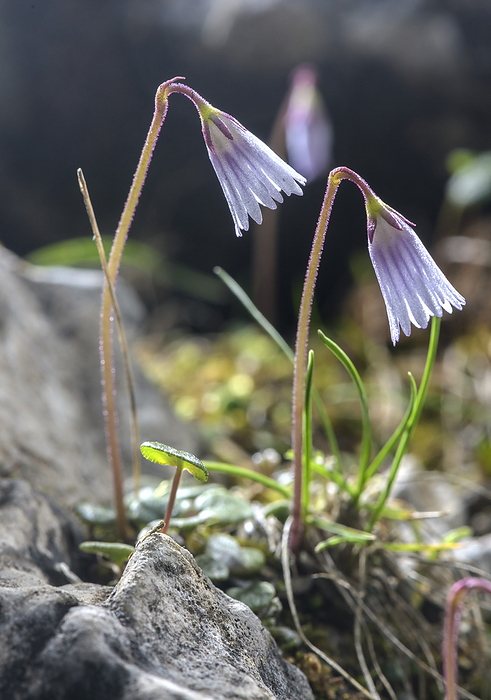 Least snowbell  Soldanella Minima  in flower Least snowbell  Soldanella Minima  in flower in the Dolomites, Italy., by BOB GIBBONS SCIENCE PHOTO LIBRARY