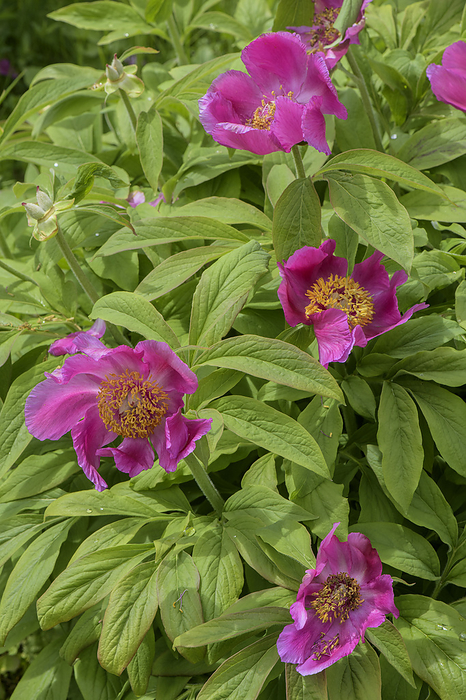 Common peony  Paeonia officinalis  in flower Common peony  Paeonia officinalis  in flower in the Italian Alps., by BOB GIBBONS SCIENCE PHOTO LIBRARY