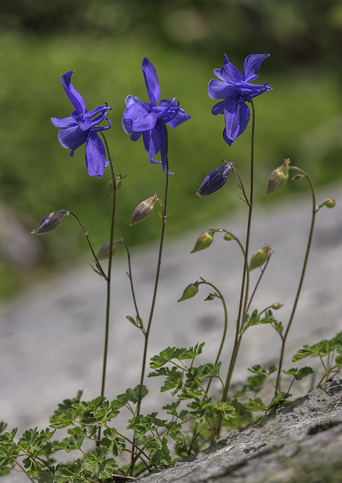 Pyrenean columbine  Aquilegia pyrenaica  in flower Pyrenean columbine  Aquilegia pyrenaica  in flower on a limestone cliff, Pyrenees., by BOB GIBBONS SCIENCE PHOTO LIBRARY