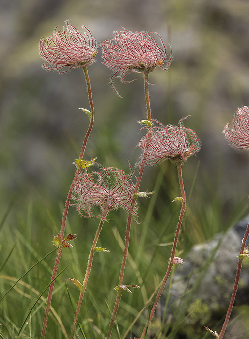 Fruiting heads of mountain avens  Geum montanum  Fruiting heads of mountain avens  Geum montanum  in a mountain pasture., by BOB GIBBONS SCIENCE PHOTO LIBRARY