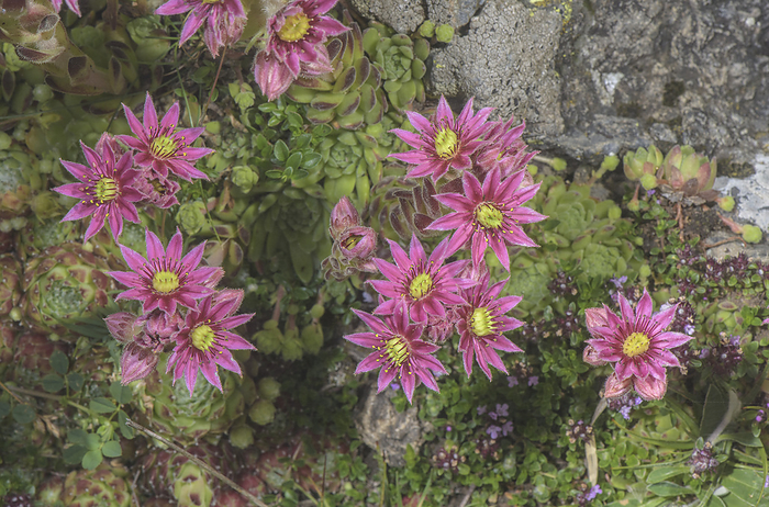 Mountain houseleek  Sempervivum montanum  in flower Mountain houseleek  Sempervivum montanum  in flower., by BOB GIBBONS SCIENCE PHOTO LIBRARY